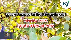 Good News: Apple Farming in Jorhat