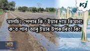 মালচিং পেপাৰ কি ! ইয়াৰ দাম কিমান! ক’ত পাব! ইয়াৰ উপকাৰিতা কি!