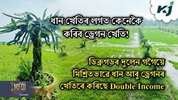 Dragon Fruit Farming with Paddy Farming
