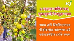 Apple farming time in Assam