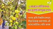 এইবাৰ এবিঘা মাটিত অসম কৃষি বিশ্ববিদ্যালয়ৰ স্বীকৃতিপ্ৰাপ্ত আপেলৰ এই জাতকেইটাৰ খেতি কৰক