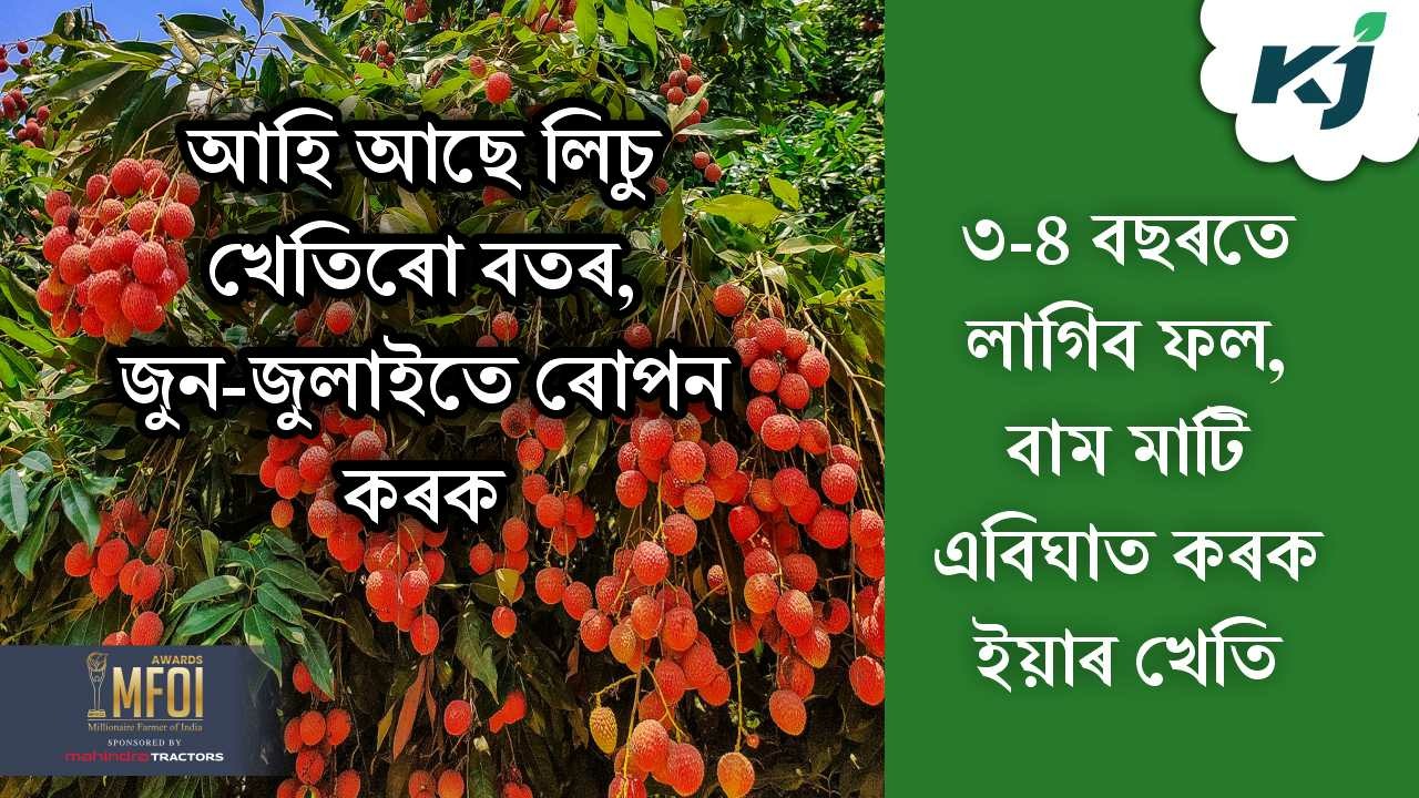 Litchi farming time & its methods