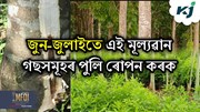 Tree plantation best time : জুন-জুলাই গছপুলি ৰোপনৰ উপযুক্ত সময়