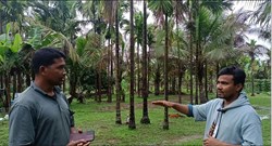 Betel nut farming new style