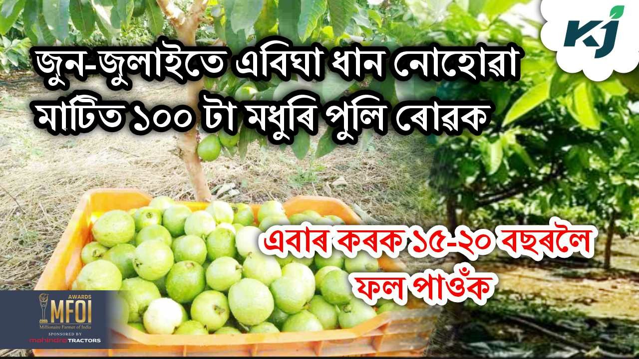 Guava Farming methods & its profit