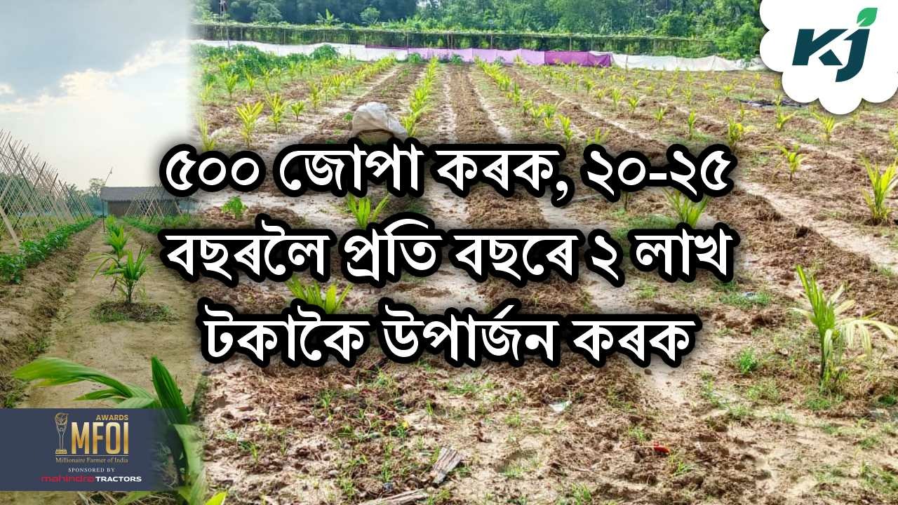 Betel nut farming benefit