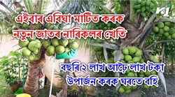 New Variety Coconut Farming in Assam
