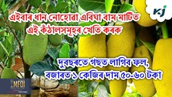 Grafting Jackfruit farming benefit