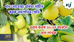 Pear farming & its benefits