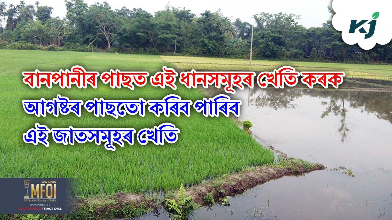 After Flood Paddy Farming in Assam