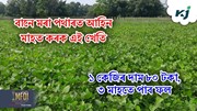 Black Gram Farming Time : বানে মৰা পথাৰত আহিন মাহত কৰক এই খেতি 