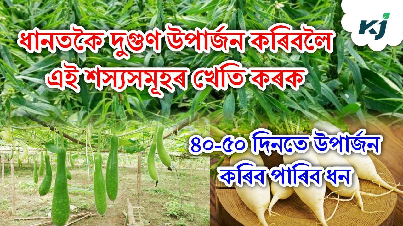 Winter Crop Cultivation After Flood