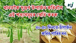 Winter Crop Cultivation After Flood :