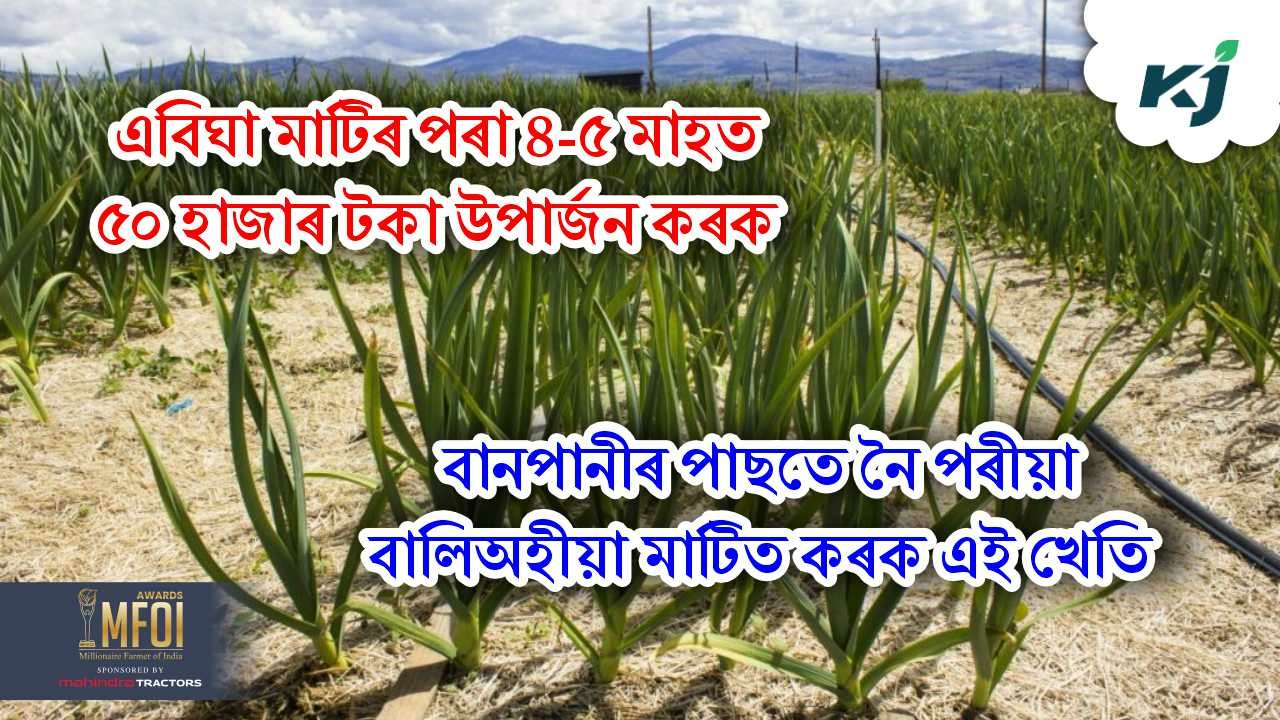 Garlic cultivation time & profit