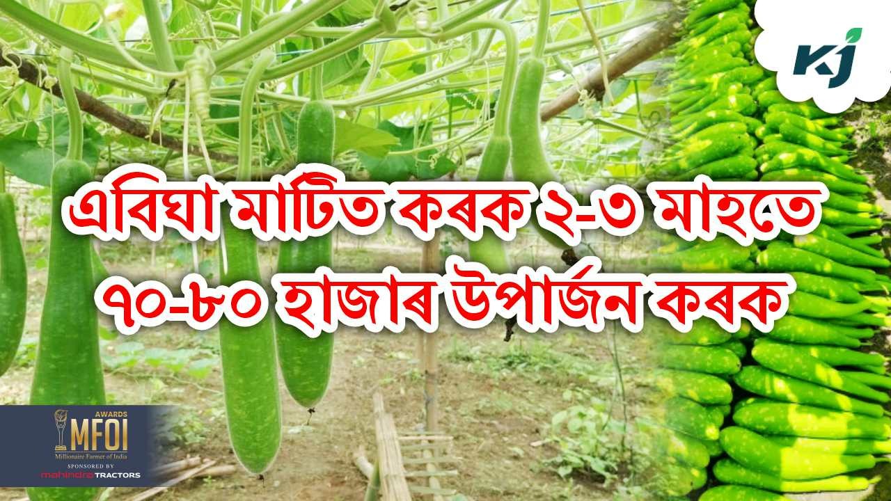 Gadda 140 F1  Bottle gourd Farming Tips & Profit