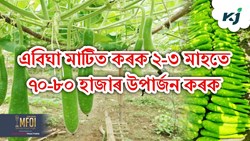 Gadda 140 F1  Bottle gourd Farming Tips & Profit