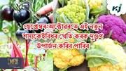New Robi Crop :  ছেপ্তেম্বৰ-অক্টোৱৰতে কৰিব পৰা কেইবিধমান নতুন শস্য