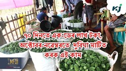 Ridge Gourd Farming New Technique