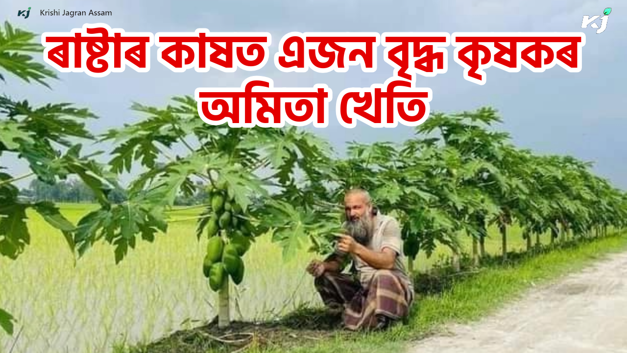 Papaya Farming along the road