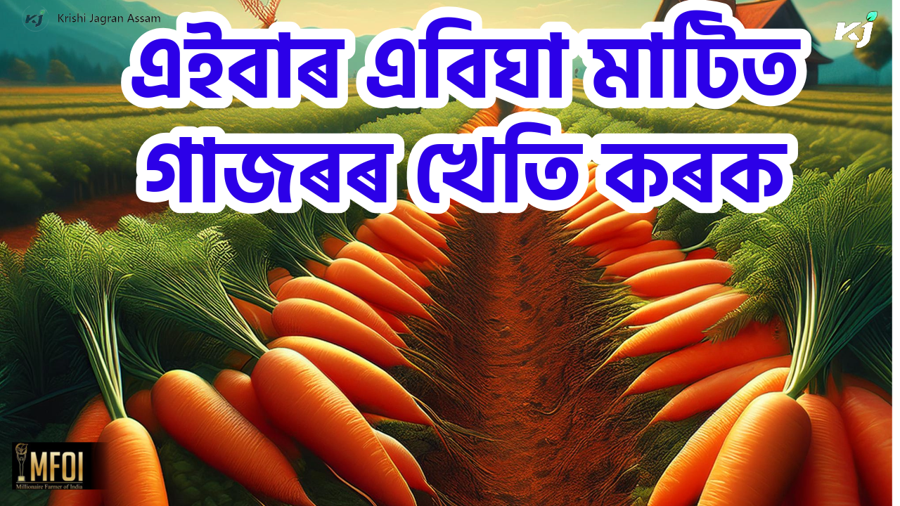 Carrot Farming Benefit & its Farming Methods