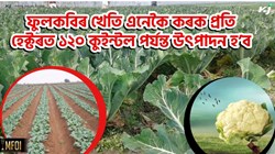 Cauliflower farming benefit & its Methods
