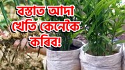 Ginger Farming new tips : কম ঠাইতে বস্তাত আদা খেতি কেনেকৈ কৰিব!