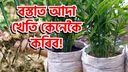 Yes, ginger can be grown in bags