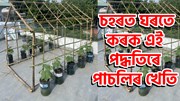 Urban Farming New Tips : চহৰত ঘৰতে কৰক এই পদ্ধতিৰে পাচলিৰ খেতি