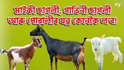 How to Care Goat