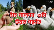 3 Tips of Duck Farming : হাঁহ পালনৰ তিনিটা আধুনিক পদ্ধতি