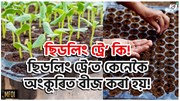 Seedling tray : ছিডলিং ট্রে’ কি! ছিডলিং ট্রে’ত কেনেকৈ অংকুৰিত বীজ কৰা হয়!