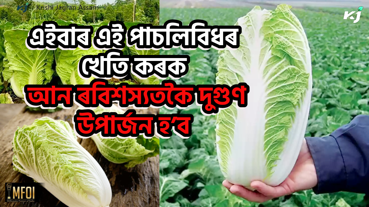 Chinese Cabbage Farming