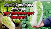 এইবাৰ এই পাচলিবিধৰ খেতি কৰক, আন ৰবিশস্যতকৈ দুগুণ উপাৰ্জন হ’ব
