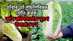 Chinese Cabbage Farming Benefit