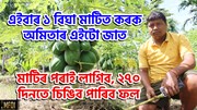 SWAPNA F1 PAPAYA  : মাটিৰ পৰাই লাগিব, ২৭০ দিনতে চিঙিব পাৰিব ফল