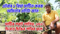 SWAPNA F1 PAPAYA FARMING BENEFIT