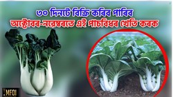 Bok choy growing season in Assam