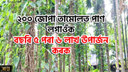 ২০০ জোপা তামোল পাণ লগাওঁক বছৰি ৫-৬ লাখ টকা উপাৰ্জন কৰক