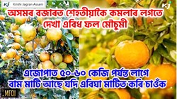 Mosambi Farming Methods & its Benefit