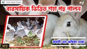  Rabbit farming for business : ব্যৱসায়িক ভিত্তিত শহা পহু পালন