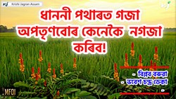 How to remove wild plant form Crop Field