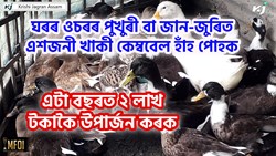 khaki Campbell Duck Farming Benefit