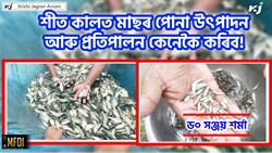 How to Produce and Care breed  fish in winter!