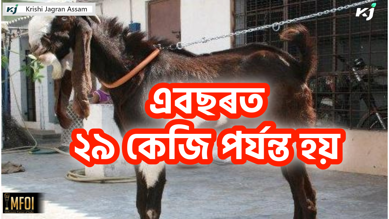 Some Improved Breeds of Goats For Assam