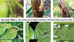 Lemon Farming Method & Diseases