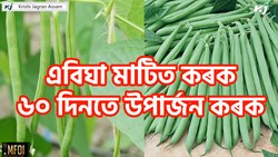 French bean Farming benefit