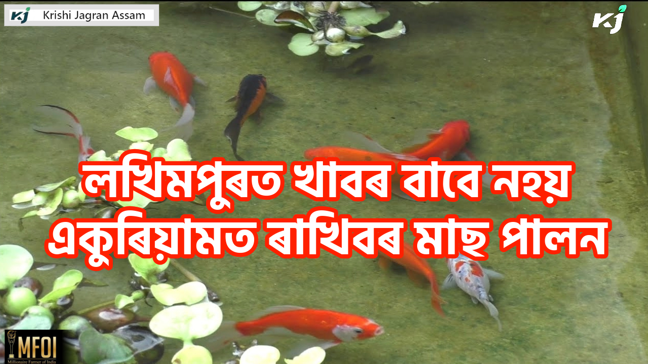 Ornamental Fish Farming