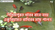 Ornamental Fish Farming : লখিমপুৰত খাবৰ বাবে নহয় একুৰিয়ামত ৰাখিবৰ মাছ পালন
