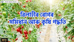 Tomato Disease and Farming Tips