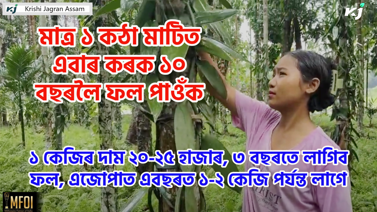 What is the price of vanilla in Assam?